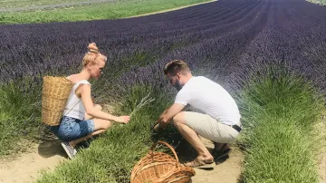 Levandulové pole u Staroviček na Břeclavsku