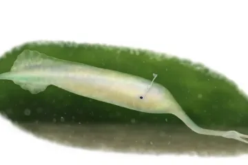 Záhadné Tullyho monstrum nebyla ryba, tvrdí Japonci. Pravěké tajemství ale dál čeká na objasnění