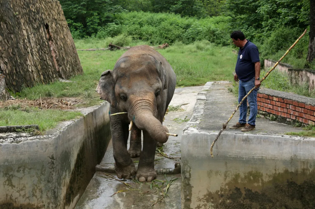 Přesun nejsmutnějšího slona světa Kaavana do nového domova v Kambodži