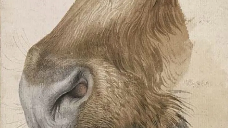 Dílo Albrechta Dürera