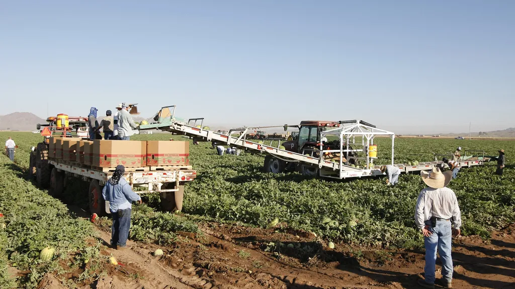 Imigranti z Mexika sklízejí vodní melouny na farmě v Arizoně