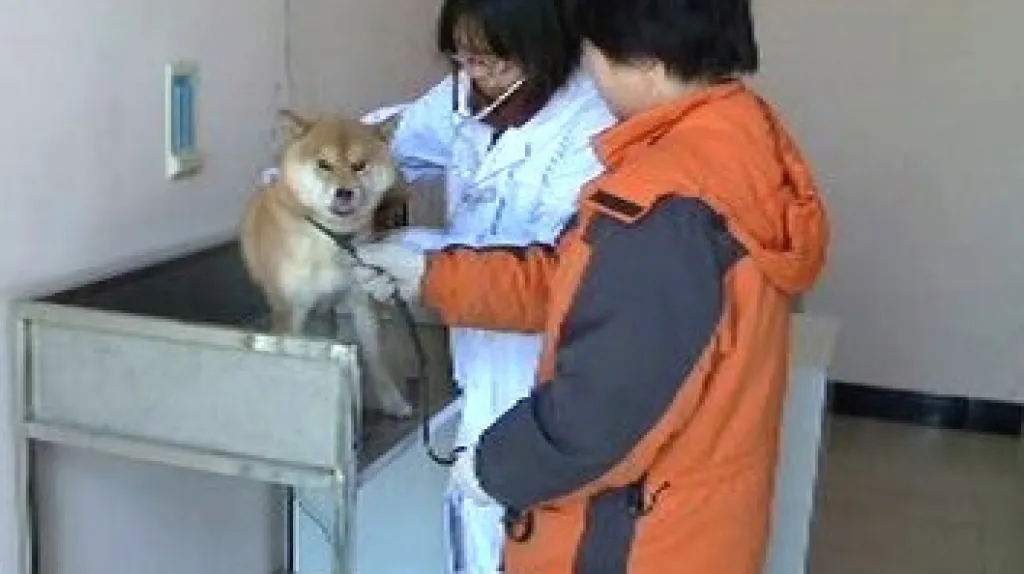 Pes u čínské veterinářky