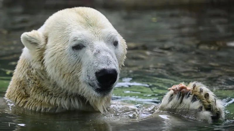 Lední medvědi z varšavské zoo dorazili v úterý večer do Zoo Praha