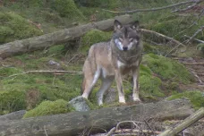 V Krkonoších někdo smrtelně postřelil vlka s telemetrickým obojkem