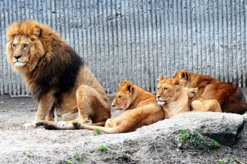 Dánská zoo utratila čtyřčlennou lví rodinu