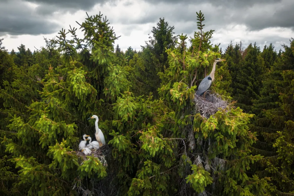 Vítěz v kategorii Wildlife: snímek Where herons live ukazuje hnízda divokých volavek v korunách stromů