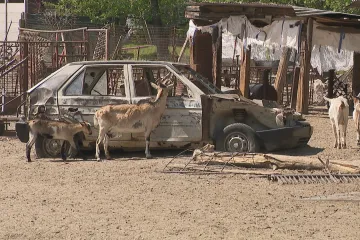 Úřady řeší chov koz uprostřed obce. Veterináři doporučili část odebrat