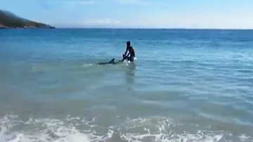 Lidé na pláži spontánně zachraňují delfíny