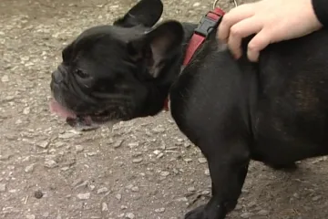 Adopce psů na dálku je možná i v Brně