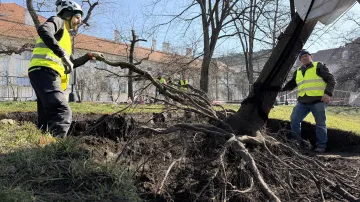 Stěhování stromů na Karlově náměstí v Praze