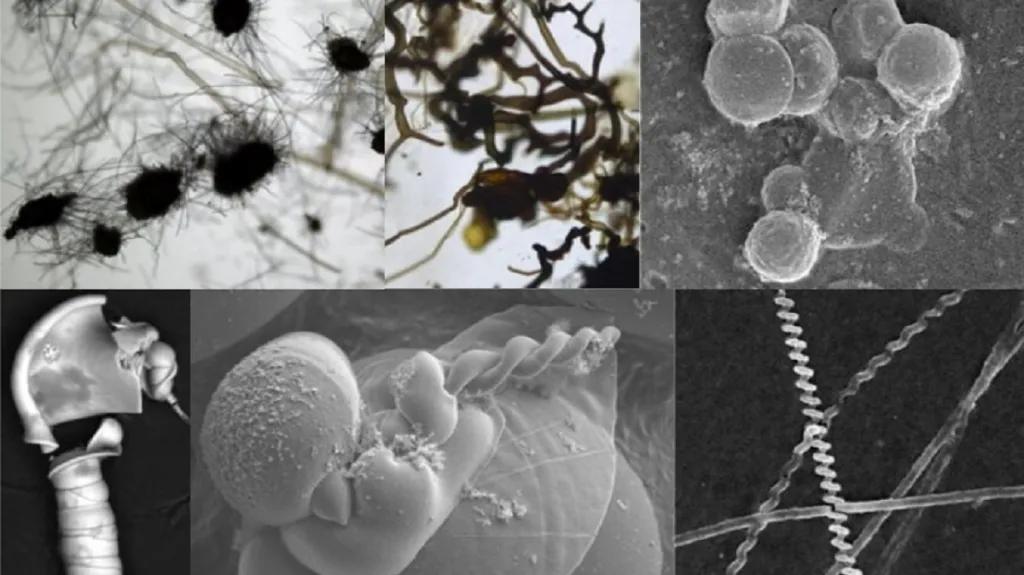 Všechny tyto struktury připomínají něco živého, vznikly ale na Zemi působením chemie