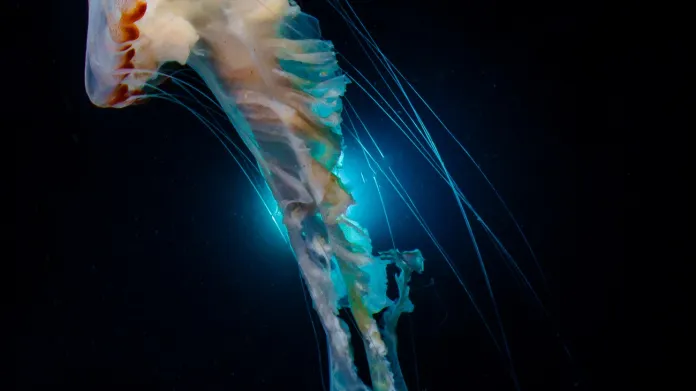 Širokoúhlé snímky kompaktním fotoaparátem: "Dancing Jellyfish" - Melody Chuang