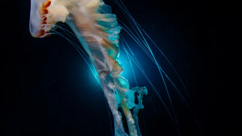 Širokoúhlé snímky kompaktním fotoaparátem: "Dancing Jellyfish" - Melody Chuang