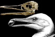 Čelisti dinosaura, mozek ptáka. V USA našli pozůstatky pozoruhodného tvora