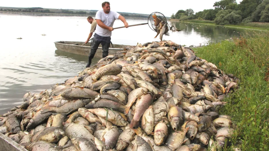 Pracovníci hodonínského rybářství odklízejí uhynulé ryby z rybníku Nesyt