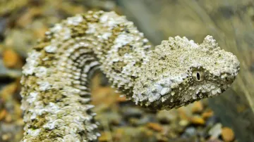 Zmije pavoučí z plzeňské zoo