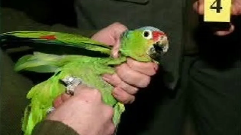 Pašovaný papoušek