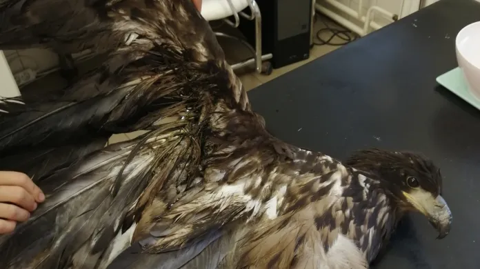 Na Litoměřicku někdo postřelil orla mořského