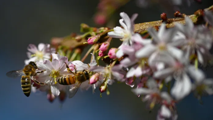 Včely na prvních třešňových květech v německém Kolíně (27. února)