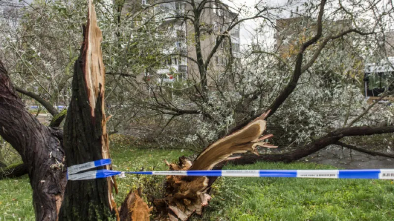 Rozlomený strom v Hradci Králové,  Autor: Taneček David,  Zdroj: ČTK