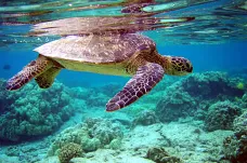V Brazílii se hybridizují mořské želvy. Je to, jako by se křížili lidé a lemuři, přirovnávají vědci