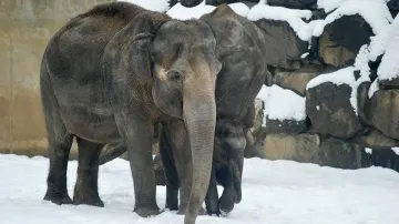 Sloni v ostravské zoo