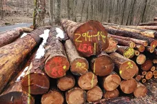 S ústupem kůrovce snížily Lesy ČR loni těžbu o dvacet procent