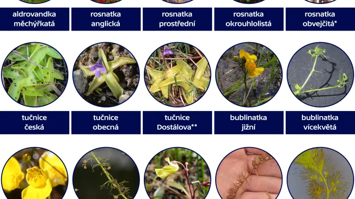 Masožravé rostliny, které žijí v přírodě Česka