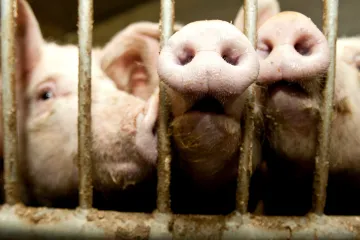 V Číně se mezi prasaty šíří chřipkový virus. Nová studie varuje před případným přenosem na člověka