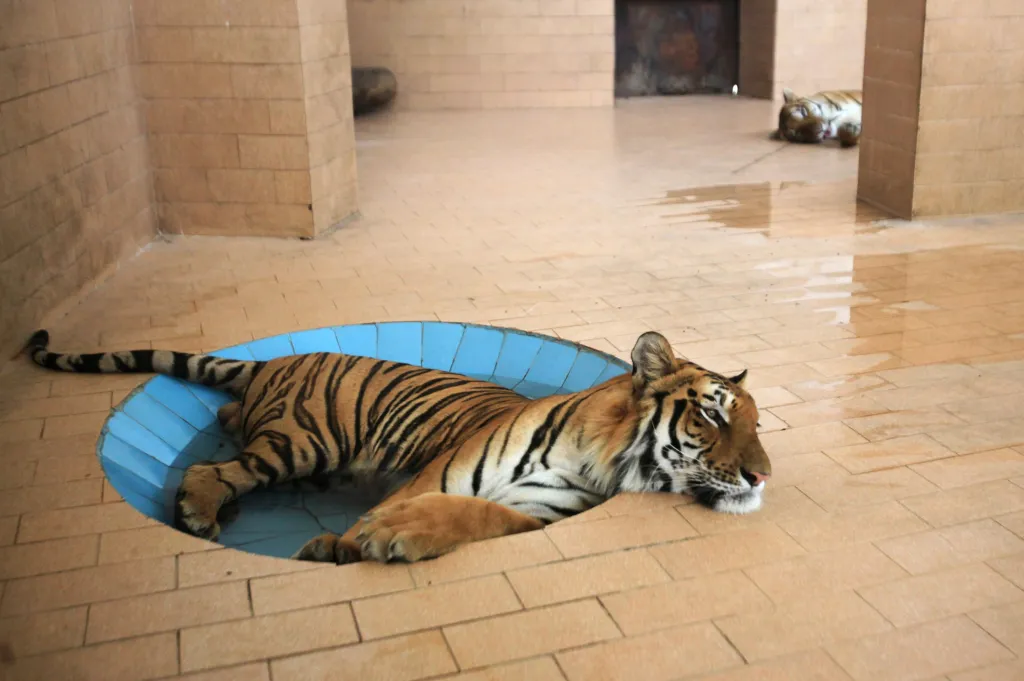 Horké dny tráví tygři v pákistánském Lahore v bazénku