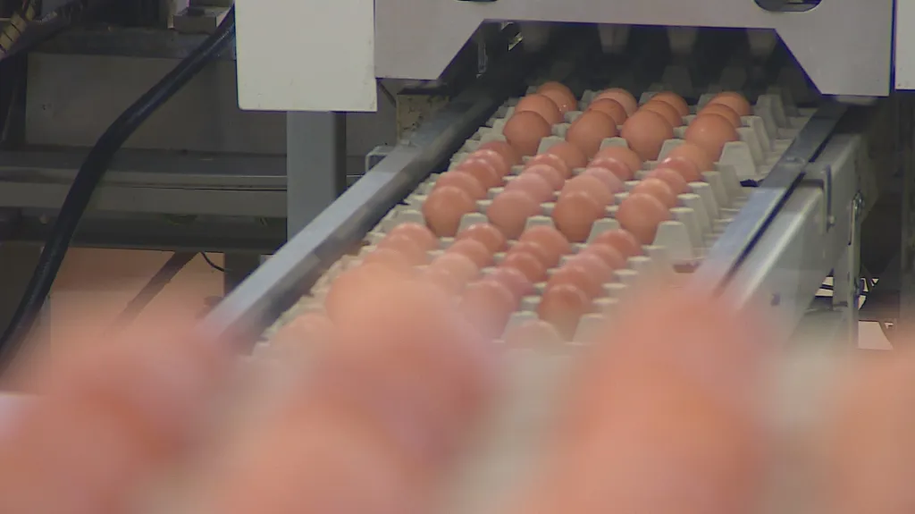 V Pohořelicích už salmonela nehrozí