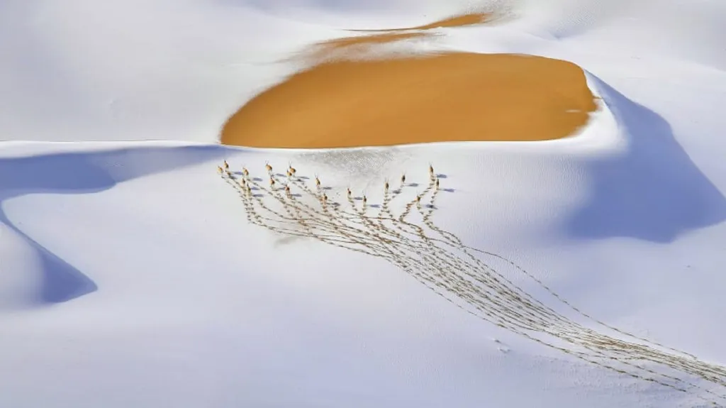 Stopy antilop tibetských ve sněhu na poušti. Vítěz kategorie Zvířata a jejich životní prostředí