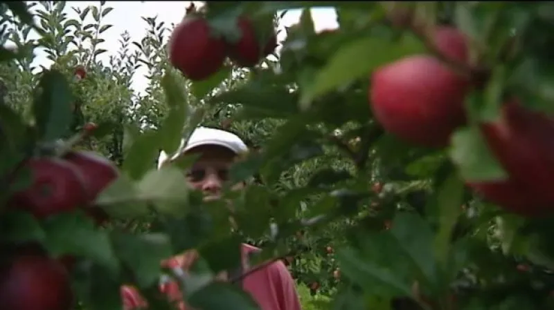 Sadaři se bojí nízkých cen jablek.