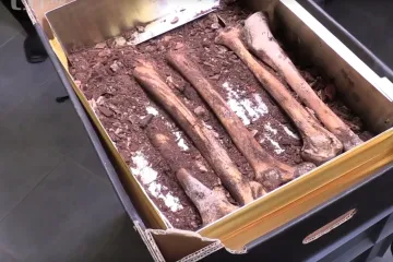 Ostatky nalezené v Budějovicích patří převoru Librariovi, potvrdili archeologové