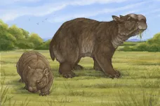 Obří vombat byl velký jako lev. Paleontologové popsali jeho rozměry i vlastnosti