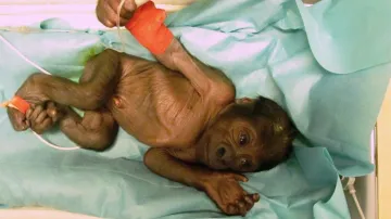 Gorilí mládě v inkubátoru