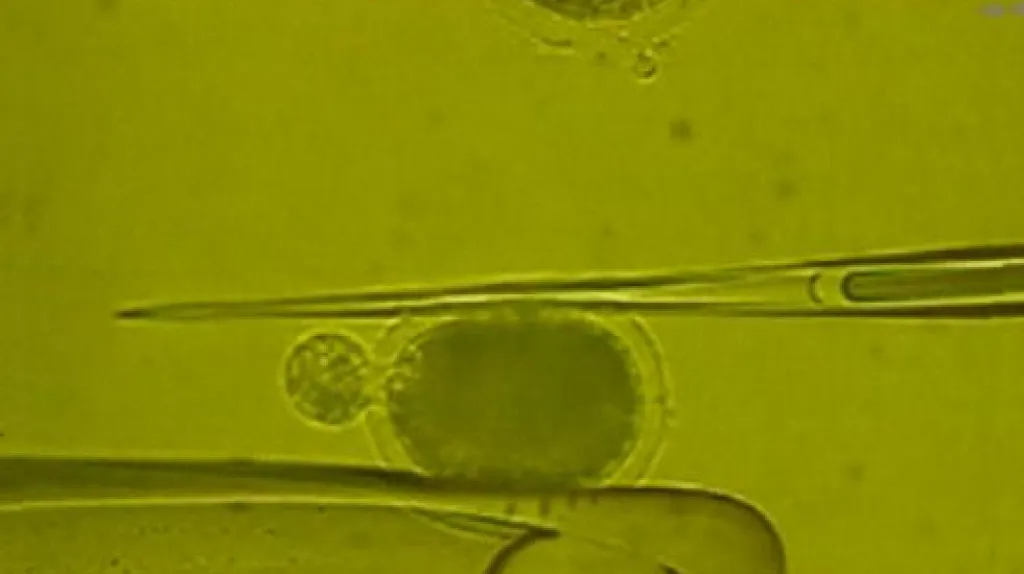 Embryonální buňka