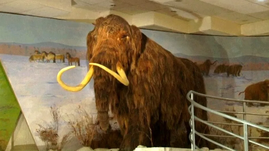Vycpaný mamut