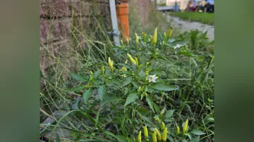 Paprika roční (Capsicum annuum)