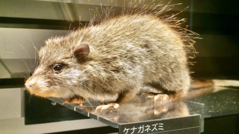 Vycpaný exemplář krysy poselské