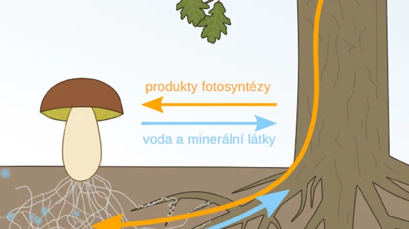 Schéma mykorhizy. Šedá vlákna jsou mycelium