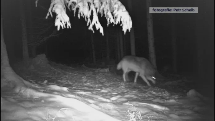 Vlk zachycený fotopastí ve Žďárských vrších (1. 12. 2017)