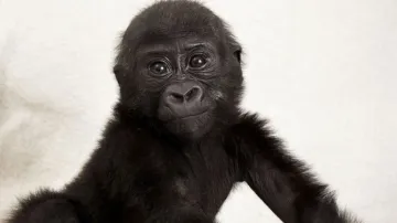 Gorilí sameček Okanda