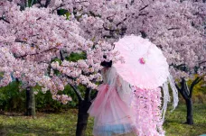 Park v čínské Šanghaji se ponořil do růžových barev. Lidé míří za rozkvetlými třešněmi 