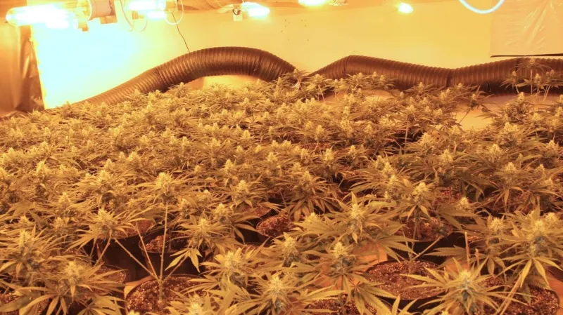 Velkopěstírna marihuany