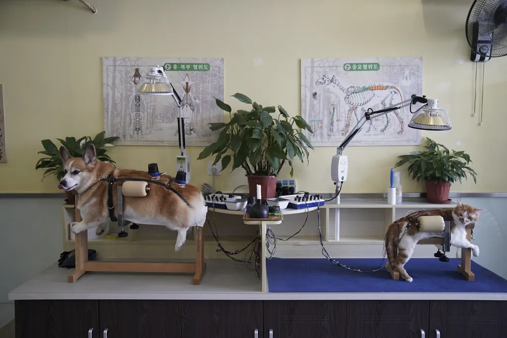 Pes a kočka absolvující léčbu tradiční čínskou medicínou ve zdravotnickém centru neurologie a akupunktury pro zvířata v čínské Šanghaji
