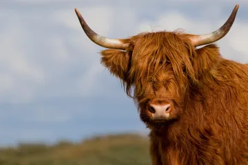 Dánové budou krmit dobytek směsí, která u něj sníží emise metanu