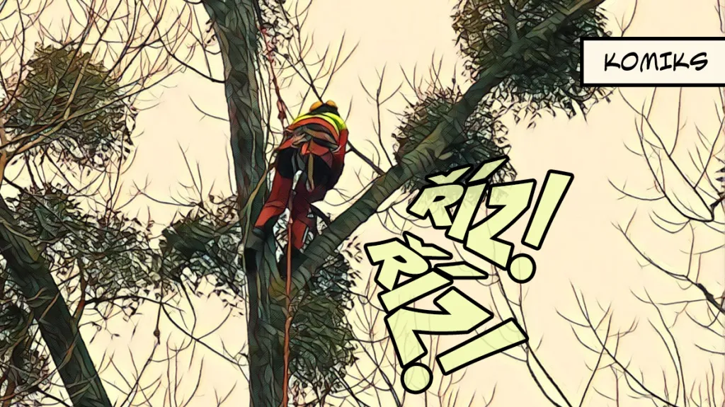 Stromolezci šplhají pro jmelí