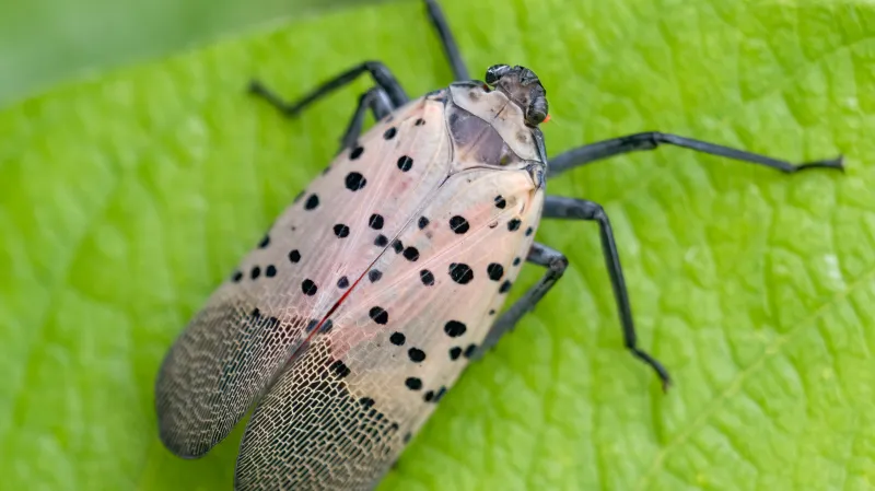 Lycorma delicatula