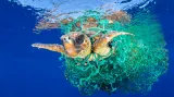 První cena v kategorii Příroda. Mořská želva chycená v síti poblíž Tenerife (Kanárské ostrovy, Španělsko). Mořské želvy jsou na seznamu ohrožených druhů. Nekontrolovatelný rybářský průmysl je odpovědný za jejich vymírání.